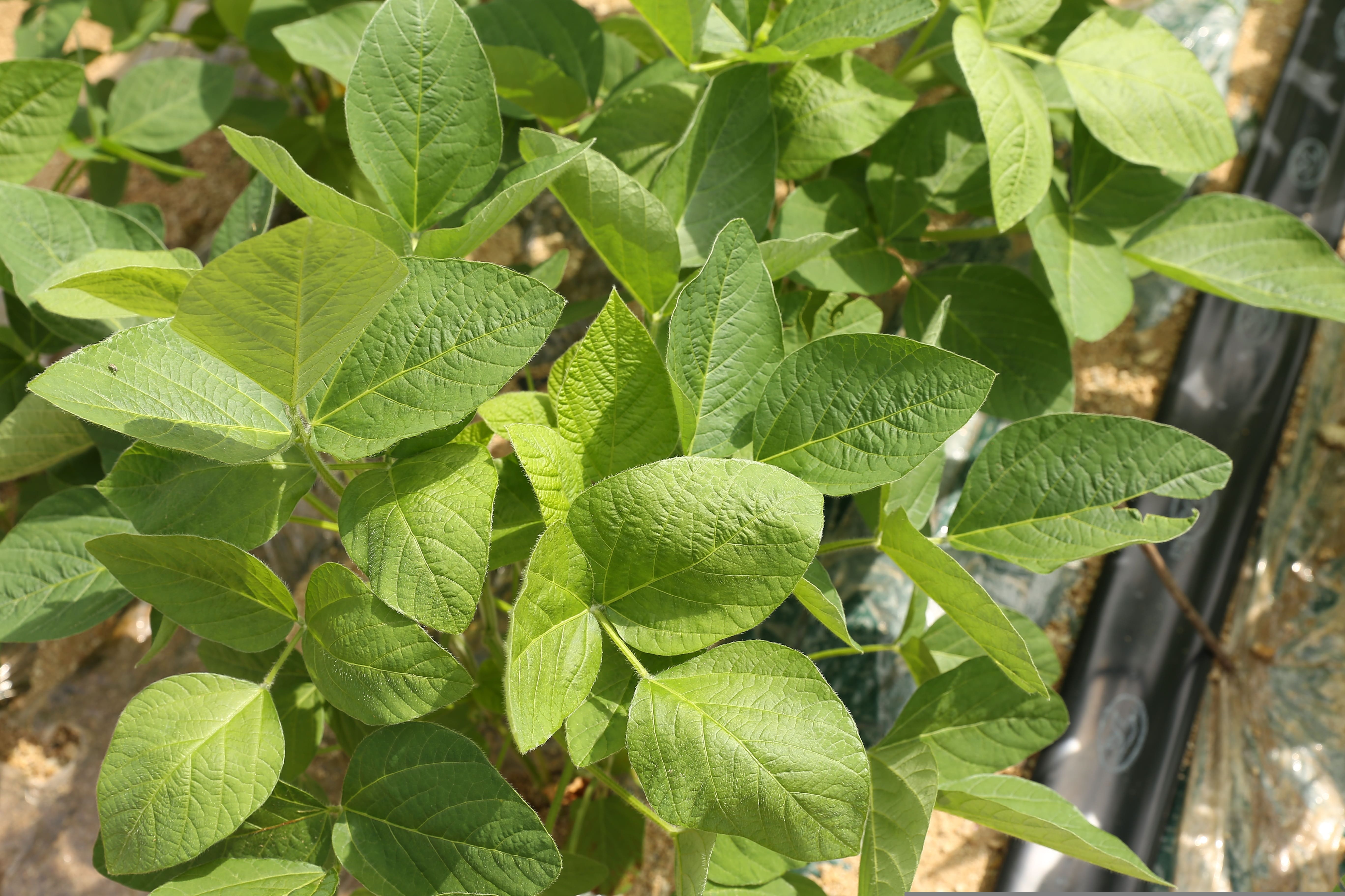 Soybeans supply Ghana agriculture