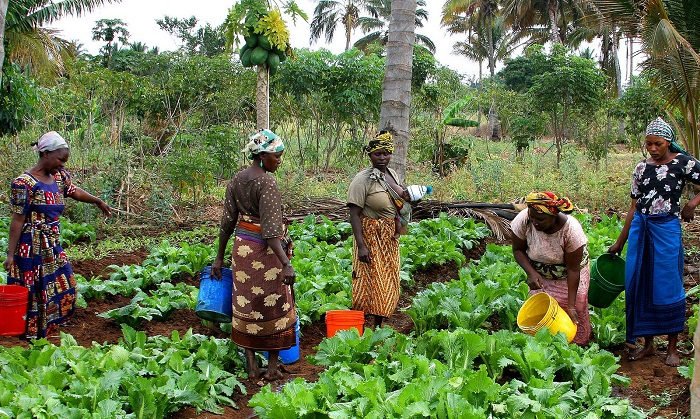 Agricultural sourcing and farmer collaboration in Ghana